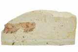 Fossil Fern (Lygodium) - France #254206-1